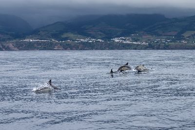 Observarea balenelor si delfinilor in Azore